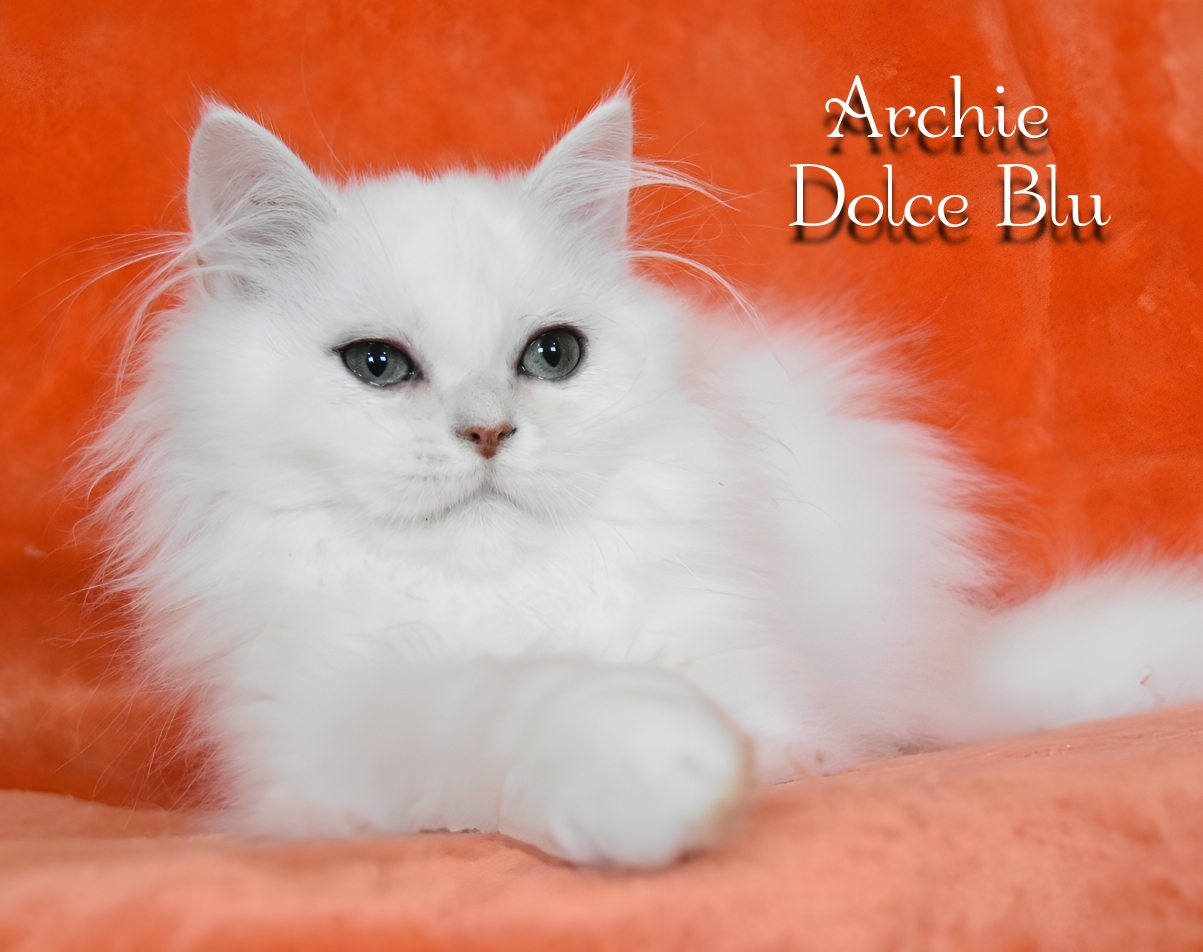 Cucciolo British longhair Blu shell