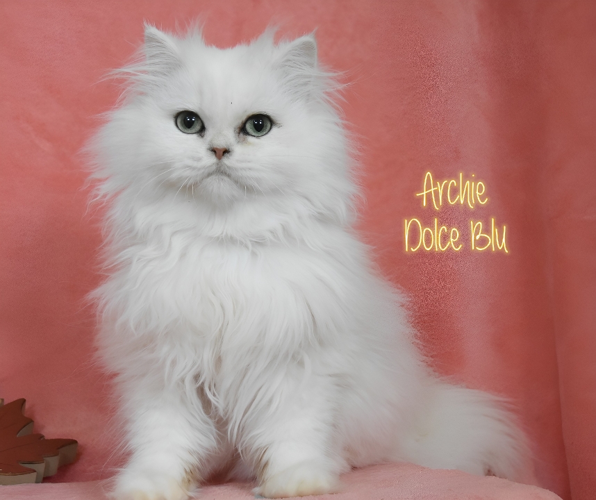 Cucciolo British longhair Blu shell