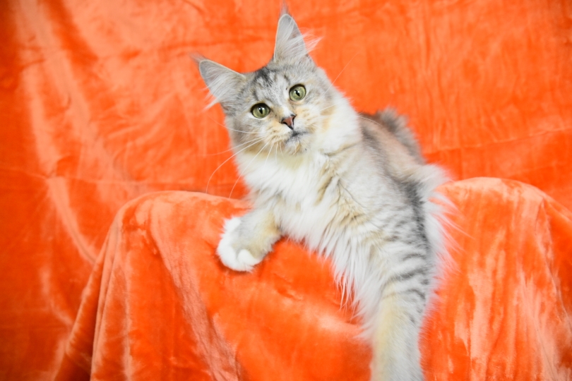 Maine coon 4 anni
