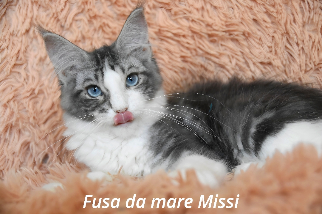 Cucciolo Maine coon occhi blu