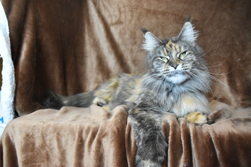 allevamento maine coon dolce blu