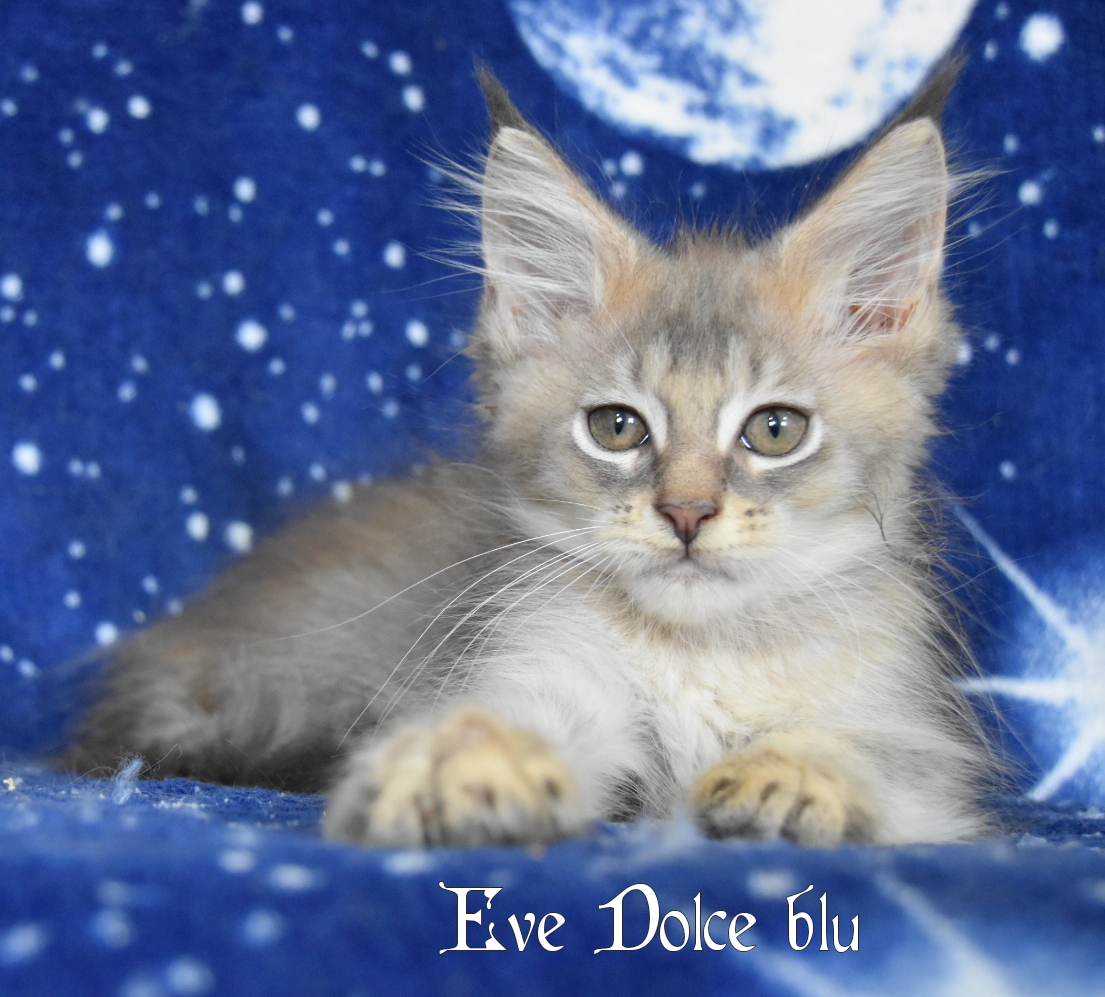 Cucciola maine coon