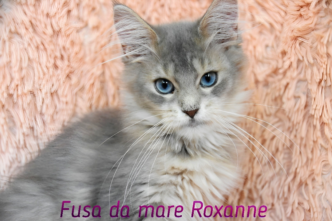 Cucciolo Maine coon occhi blu