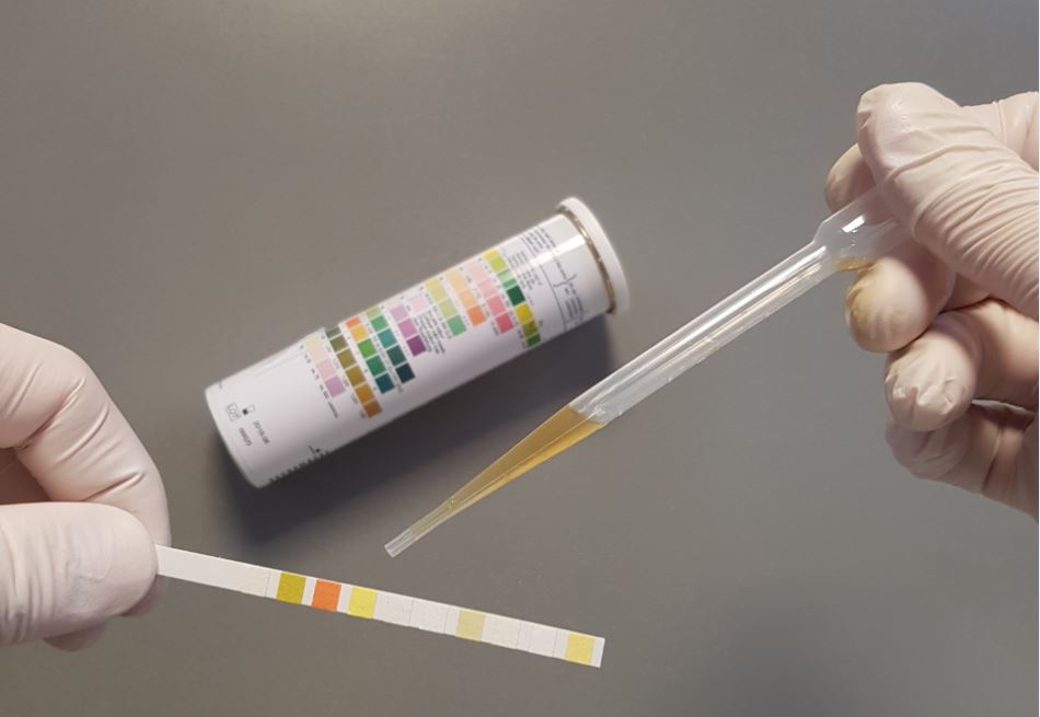 Urintest WolfsConcept für den Wolf in Ihrem Hund