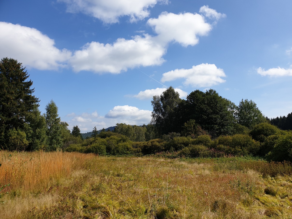 Wiesen am Lindauer Quellmoor (Foto: Götte)