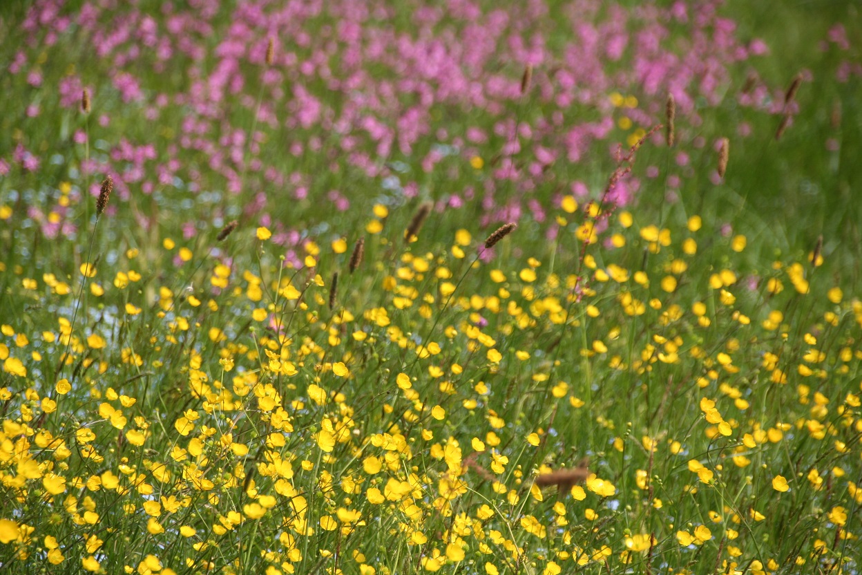 Blumenwiese bei Dieterskirchen (Foto: Götte)