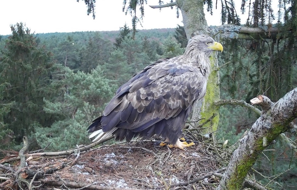 Seeadler auf dem Horst-AHP (Foto: Baumann)
