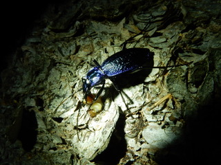 Blauer Laufkäfer (Foto: Stierstorfer)