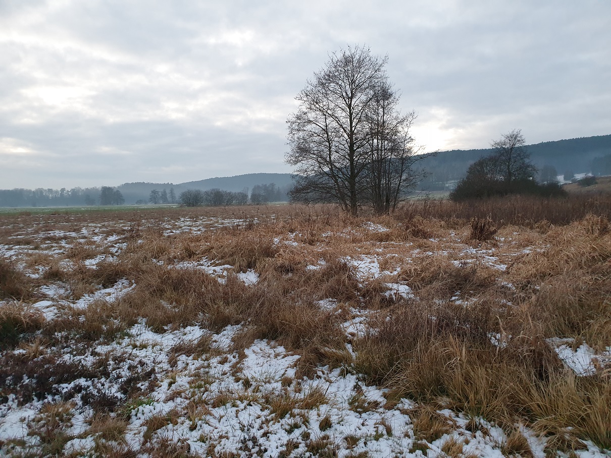 Winterstimmung an der Braunkehlchen-Wiese im Schwarzachtal (Foto: Götte)