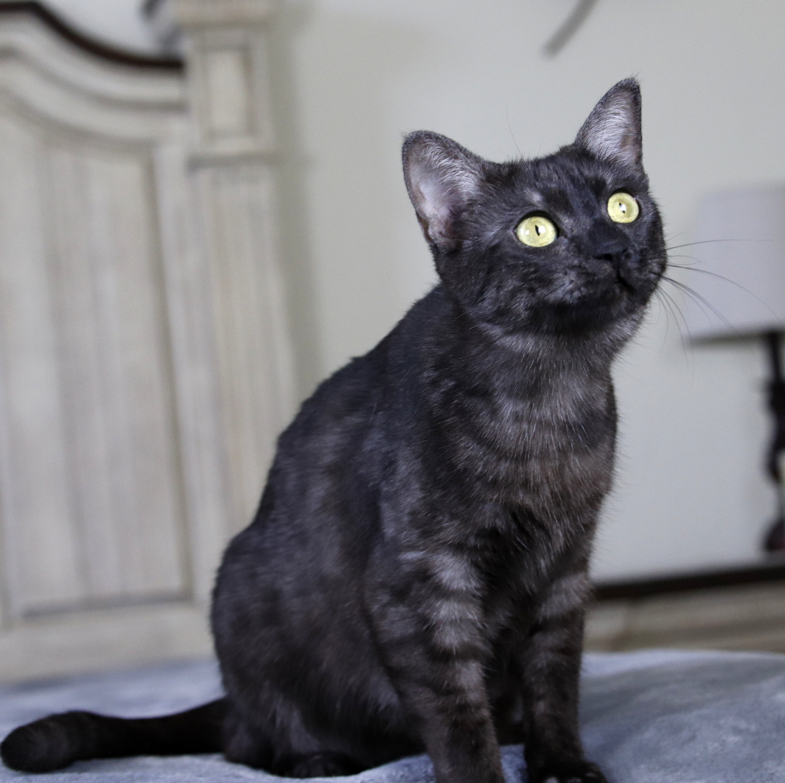 Black smoke sale egyptian mau