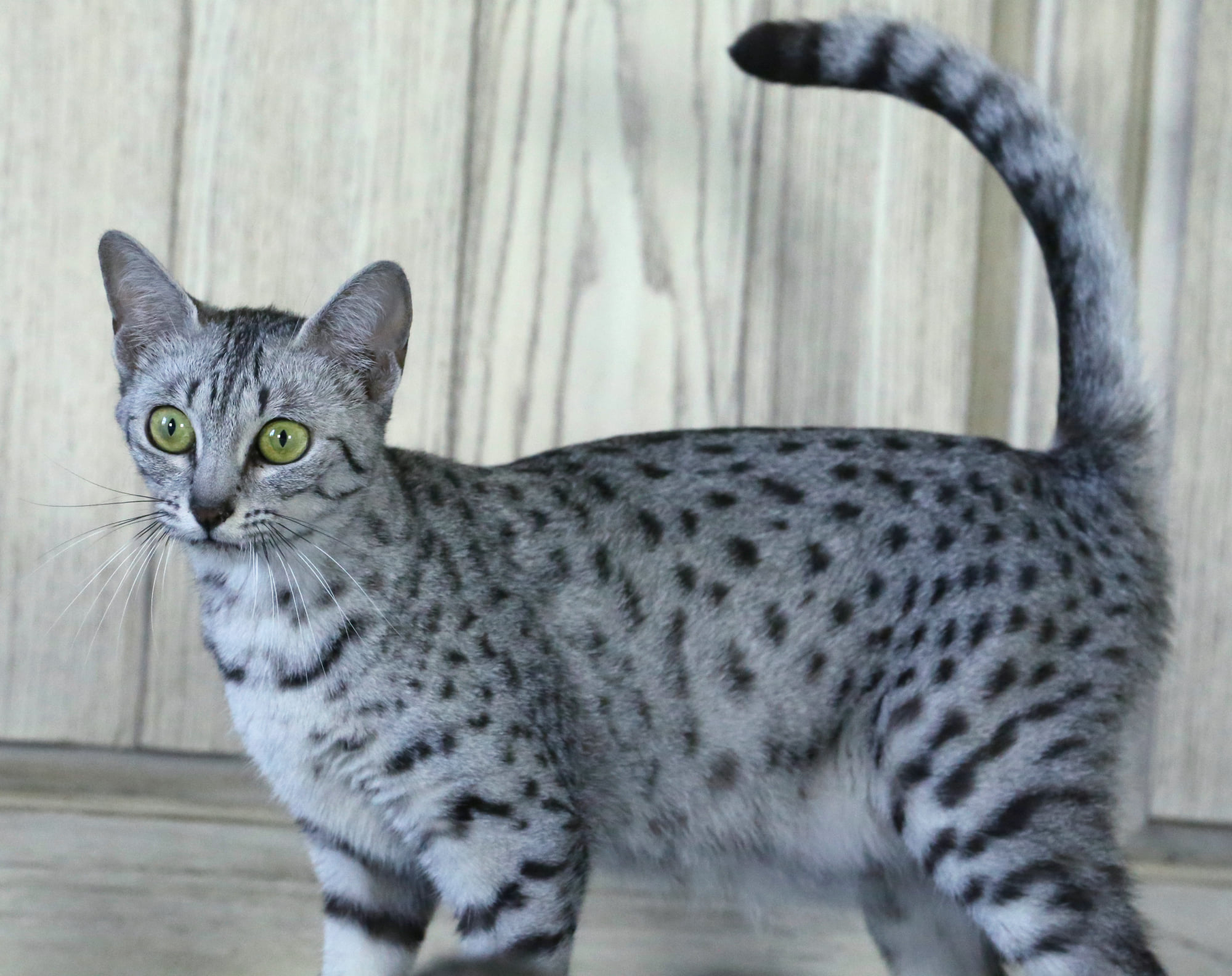 black silver spotted tabby