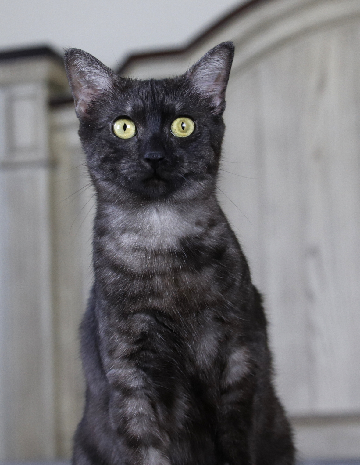 Black smoke egyptian mau cheap