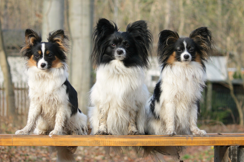 Der Papillon Papillon Pearl