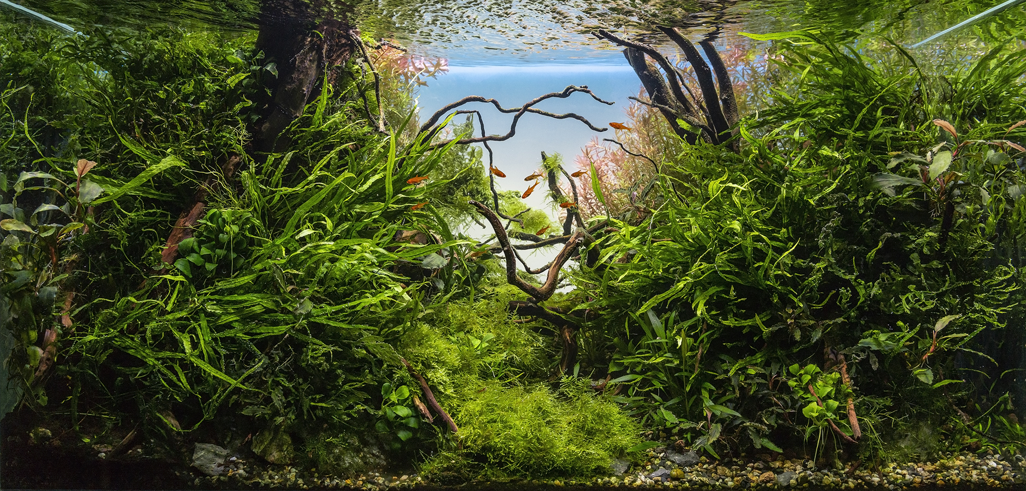 aquascaping-championship.jimdofree.com