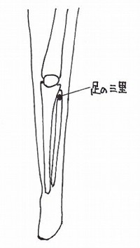 swelling_of_the_leg1.jpg (10989 バイト)