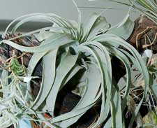 Tillandsia xerographica 