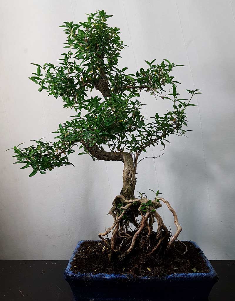 Bonsai kaufen in Wien