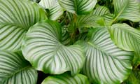 calathea