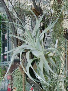 Tillandsia straminea Thick leaf