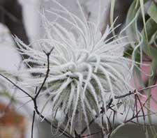 Tillandsia