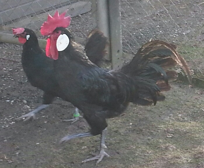 poule de barbezieux Poule Barbezieux Club de France