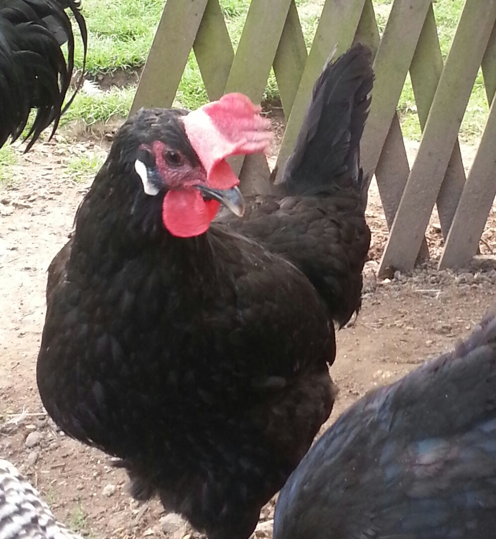 poule de barbezieux Poule Barbezieux Club de France