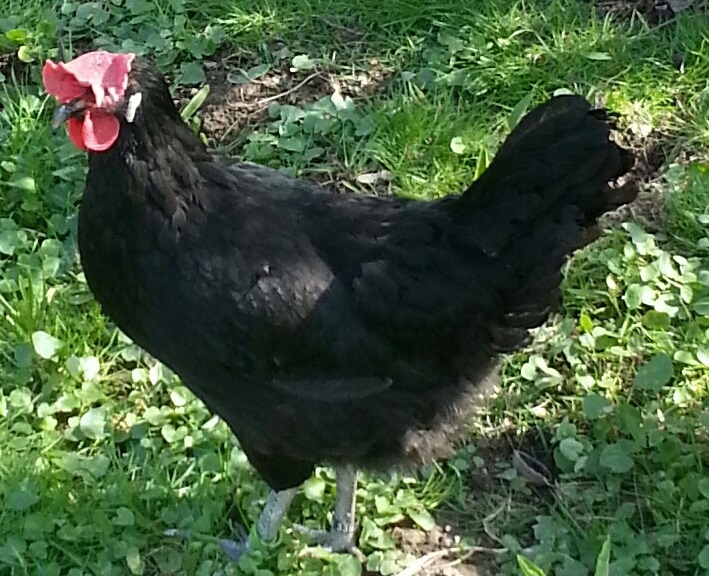 poule de barbezieux Poule Barbezieux Club de France