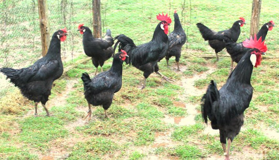 poule de barbezieux Poule Barbezieux Club de France