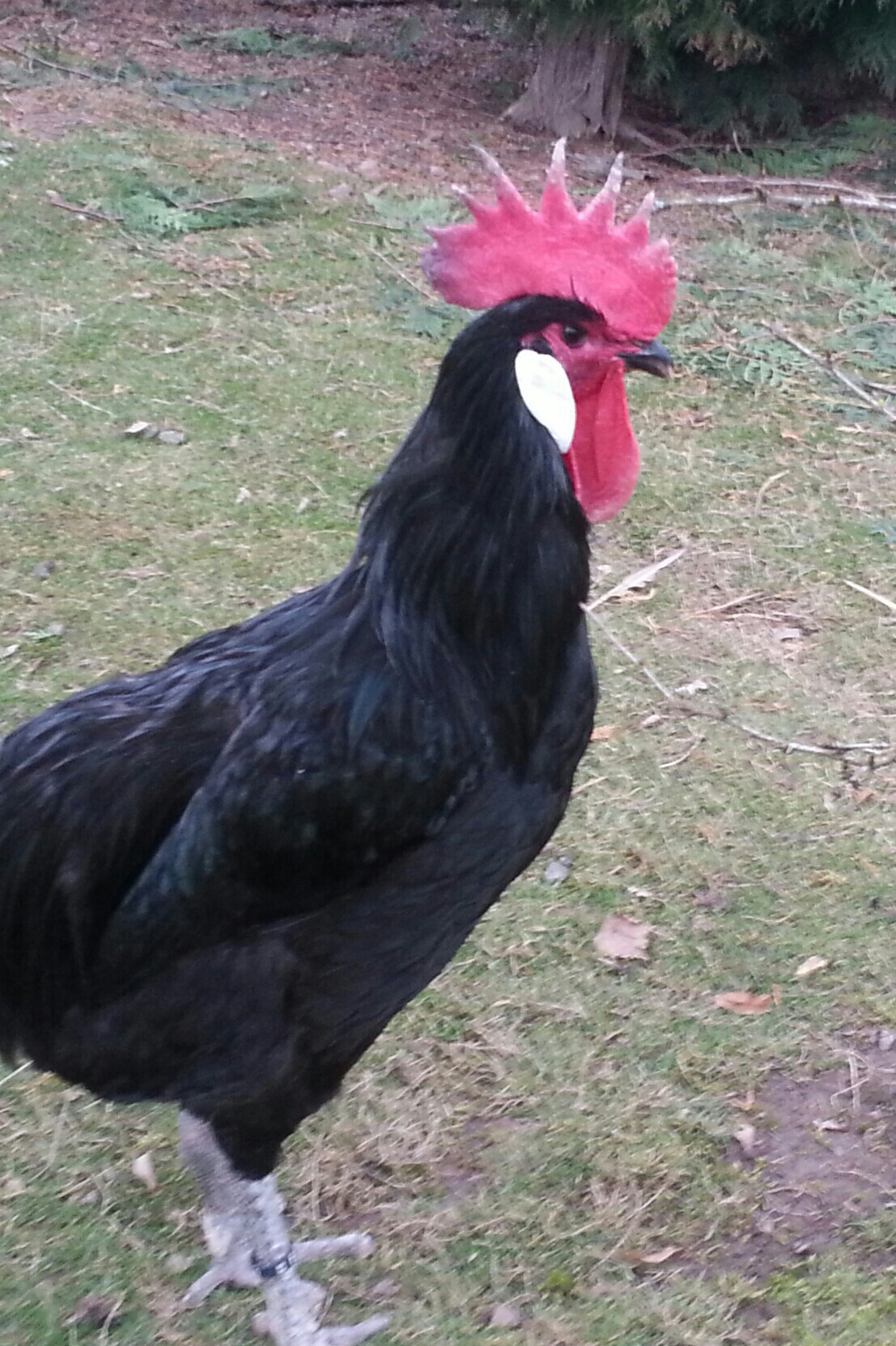 poule de barbezieux Poule Barbezieux Club de France