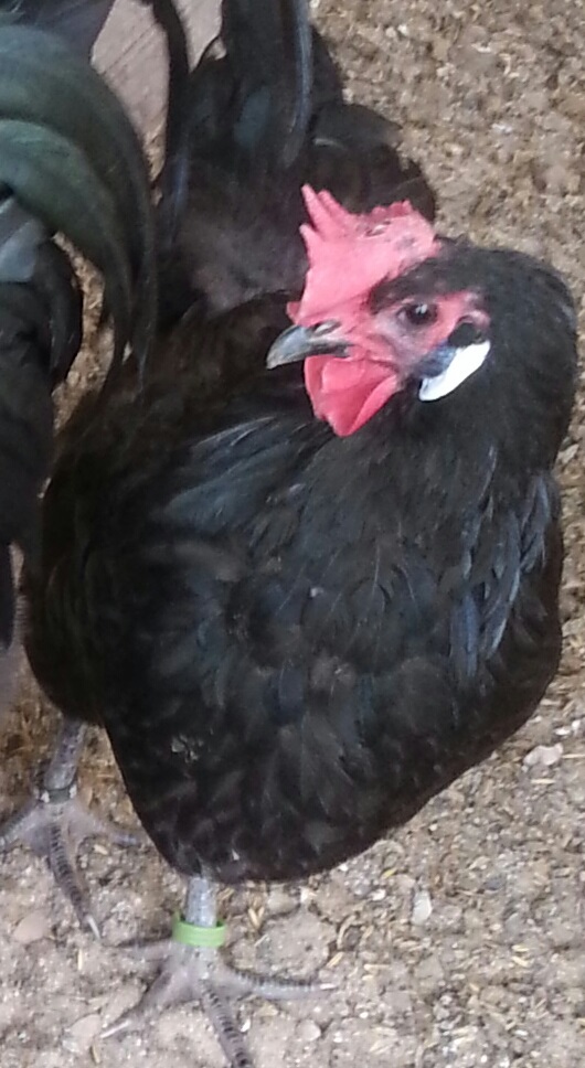 poule de barbezieux Poule Barbezieux Club de France