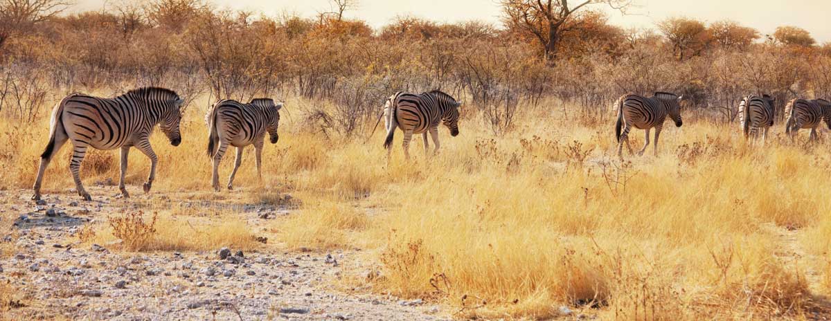 (c) Safari-in-kenia-24.de