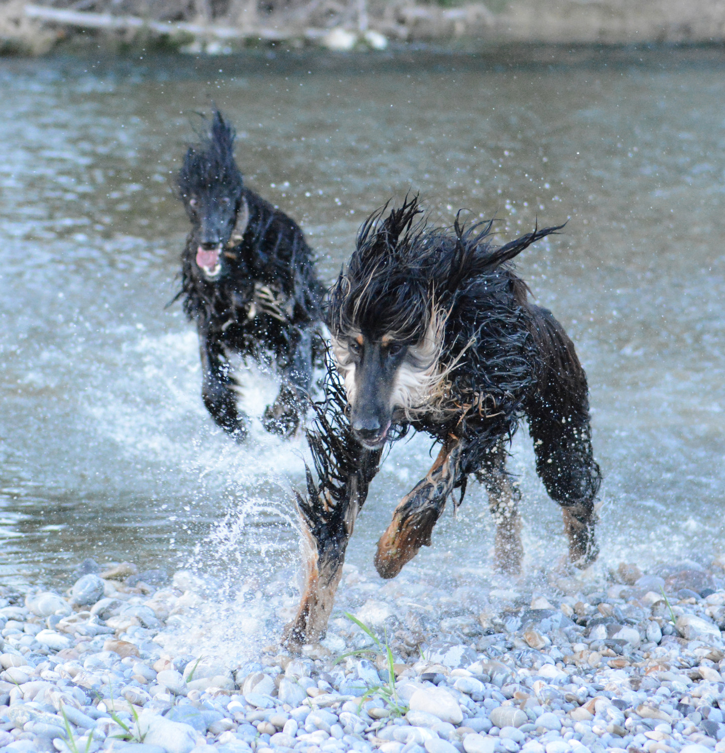 (c) Windhundfotos.ch