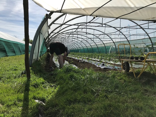 plantation des tomates, aubergines, poivrons, courgettes..