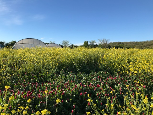 Parcelle de moutarde sauvage et trèfle incarnat en fleur, ça sent bon la pollinisation !