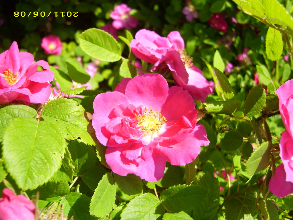 Rosengarten; LandFrauen Bordesholm