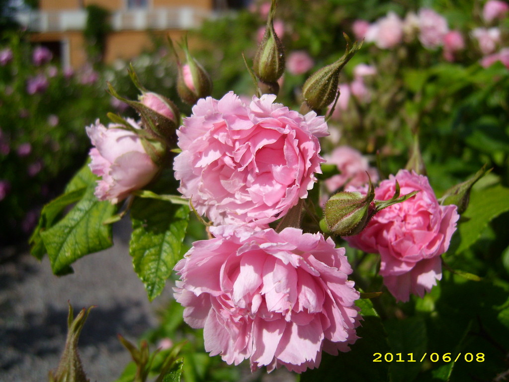 Signe Relander Rose; LandFrauen Bordesholm