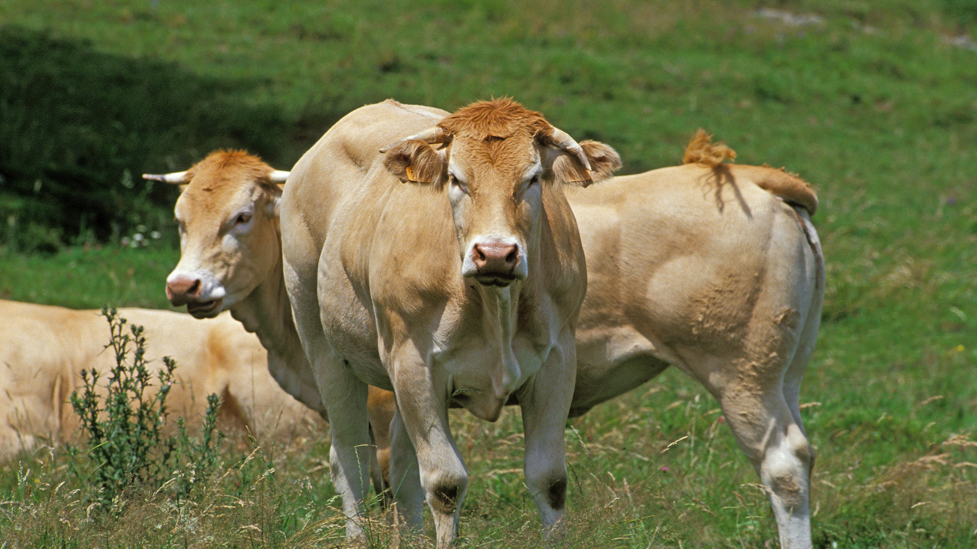 Auf der saftigen Wiese