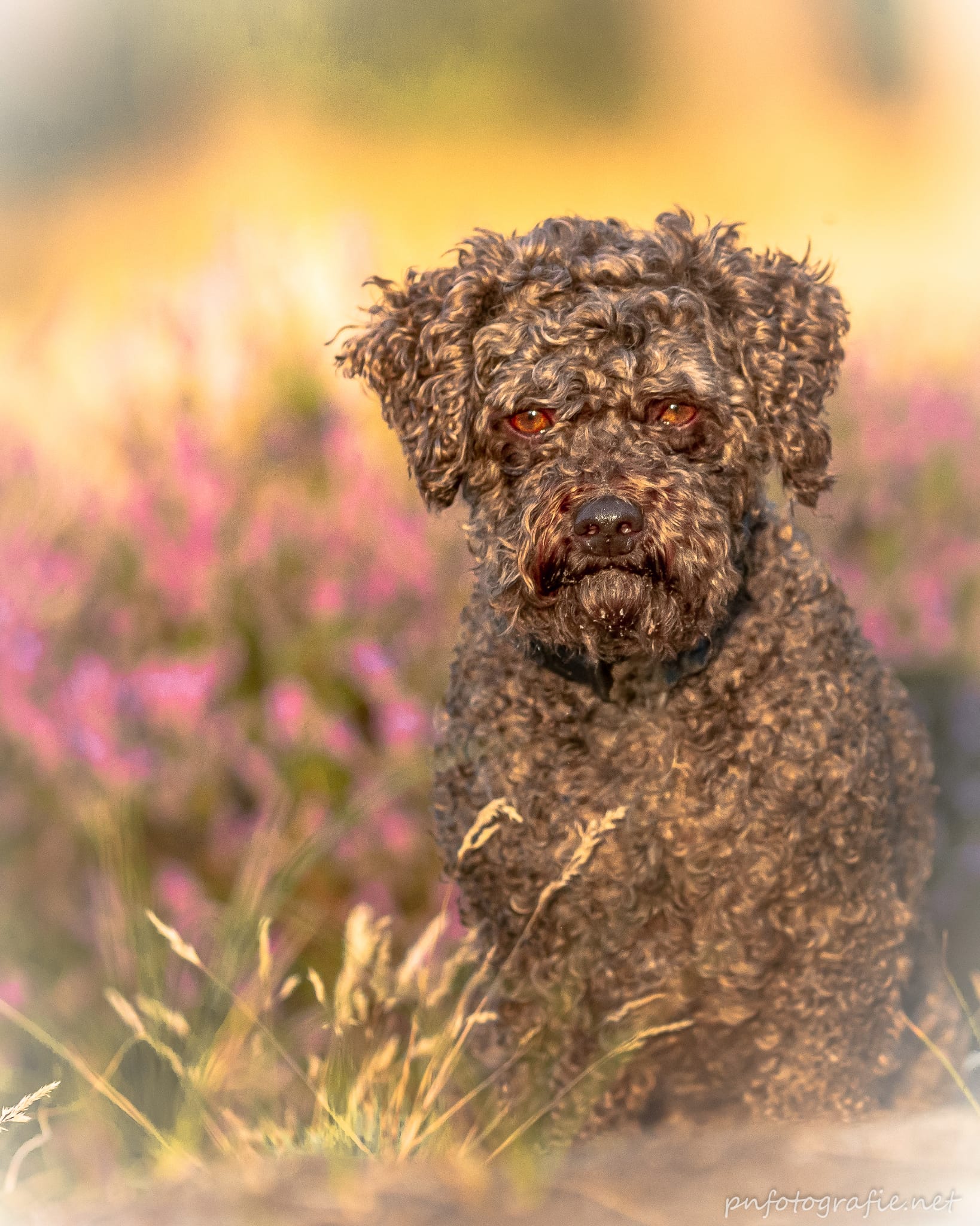 Ein Labradoodle sitzt beim Fotoshooting in der blühenden Heide nähe Hamburg und schaut in die Kamera von Peggy Nitz