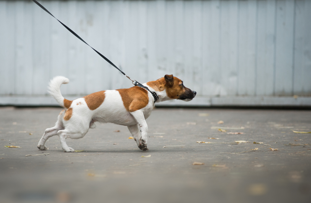 Dominanz bei Hunden - Hundetraining Hamburg & Gassi-Service