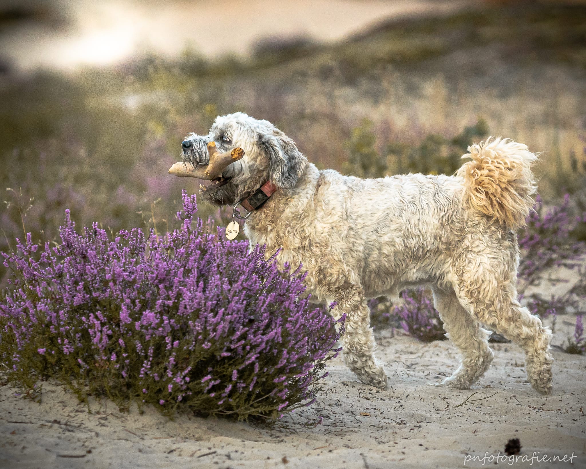 Ein Hund mit einem Stock im Maul beim Fotoshooting in der blühenden Heide nähe Hamburg