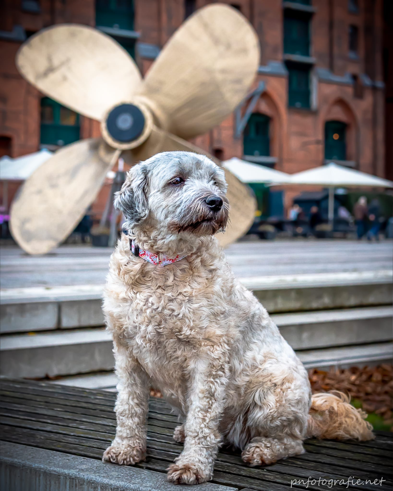 Ein Hund posiert beim Fotoshooting in der Hamburger Speicherstadt vor einer großen Schiffsschraube