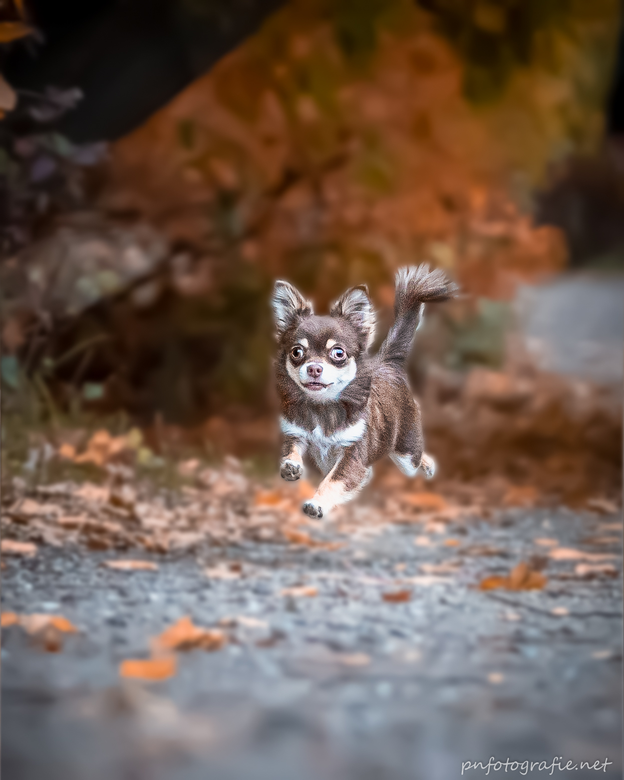 Beim Fotoshooting im Hamburger Jenisch Park werden auch die kleinsten Hunde perfekt in Szene gesetzt