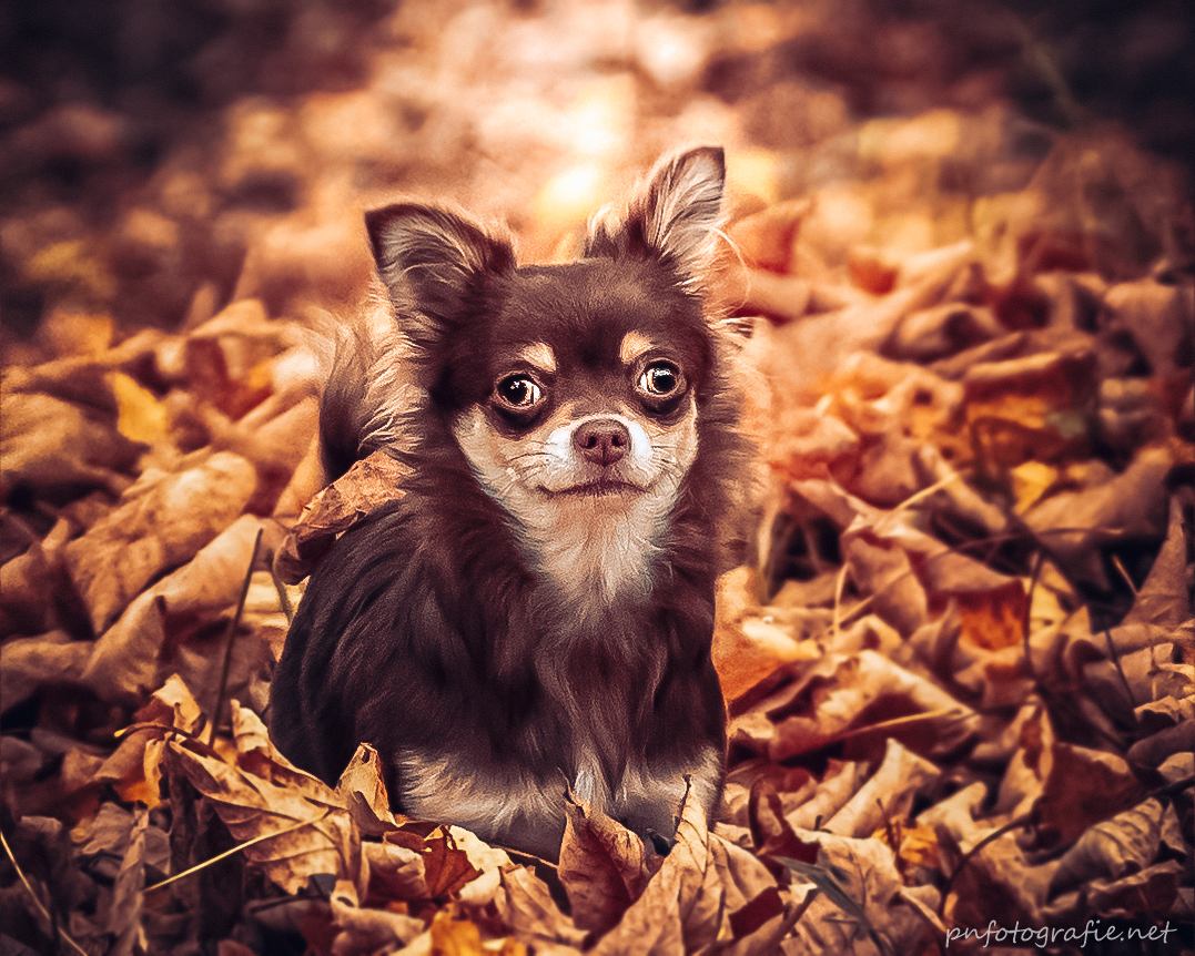 Der kleine Hund posiert im Blätterhaufen im Jenisch Park in Hamburg