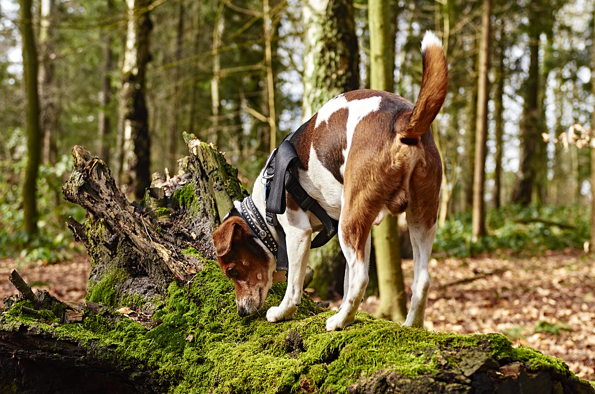 Ein Hund steht beim Fun-Walk in Hamburg auf einem Baumstamm und schnüffelt