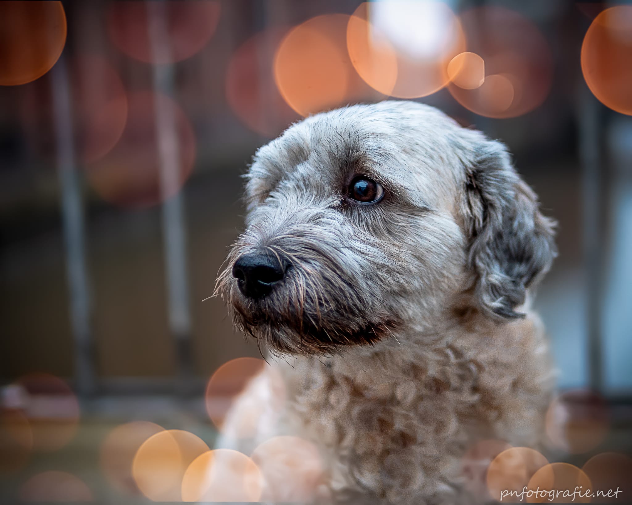 Ein Hund beim Photo-Walk in der Speicherstadt in Nahaufnahme