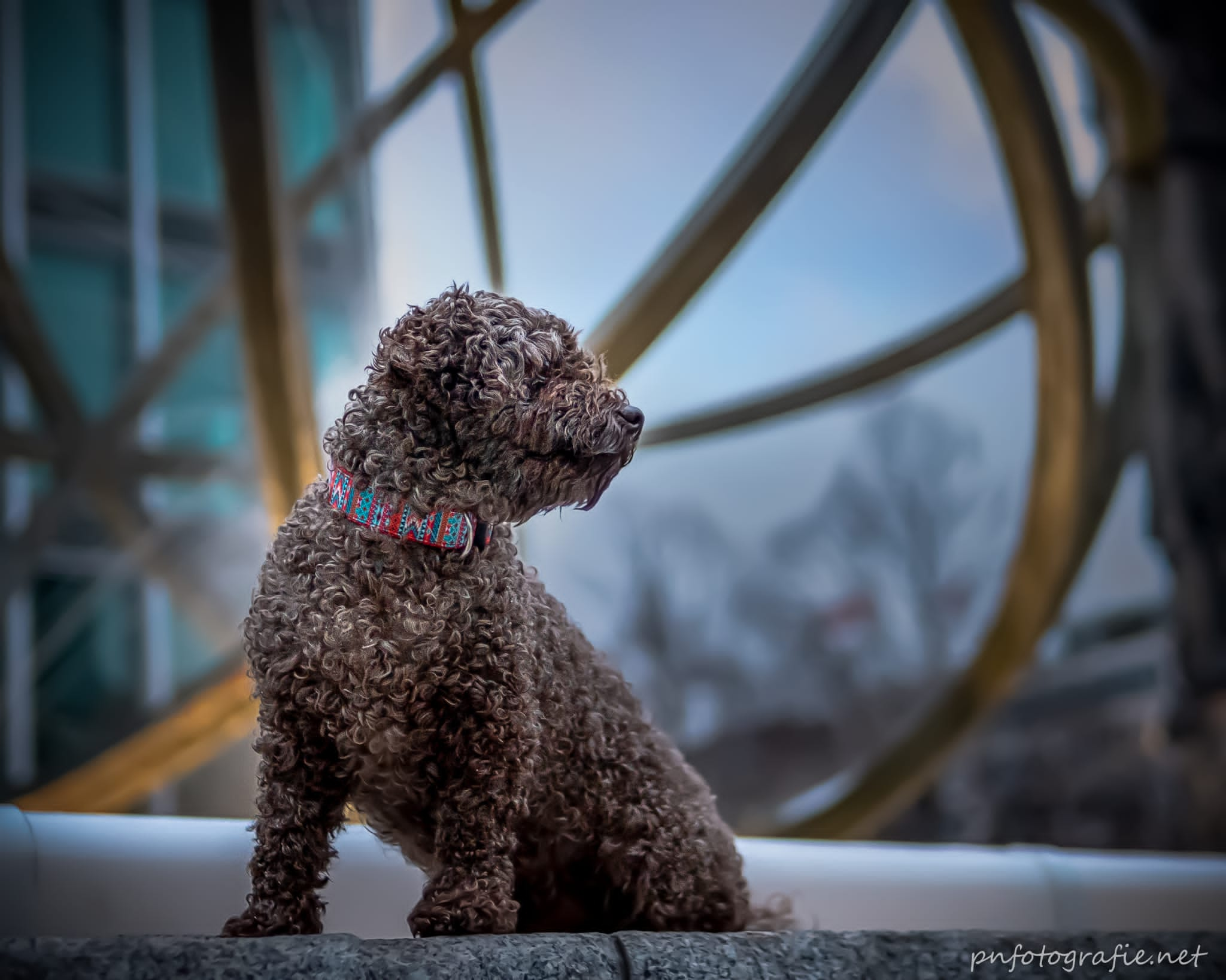 Ein Hund beim Fotoshooting in Hamburg, im Hintergrund die verschwommene Kulisse der Speicherstadt