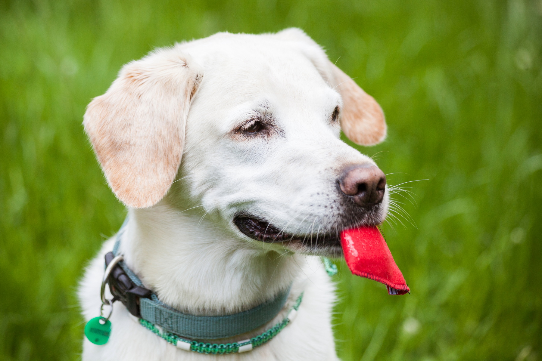 Ein Labrador bei der Nasenarbeit mit einem Teebeutel im Maul