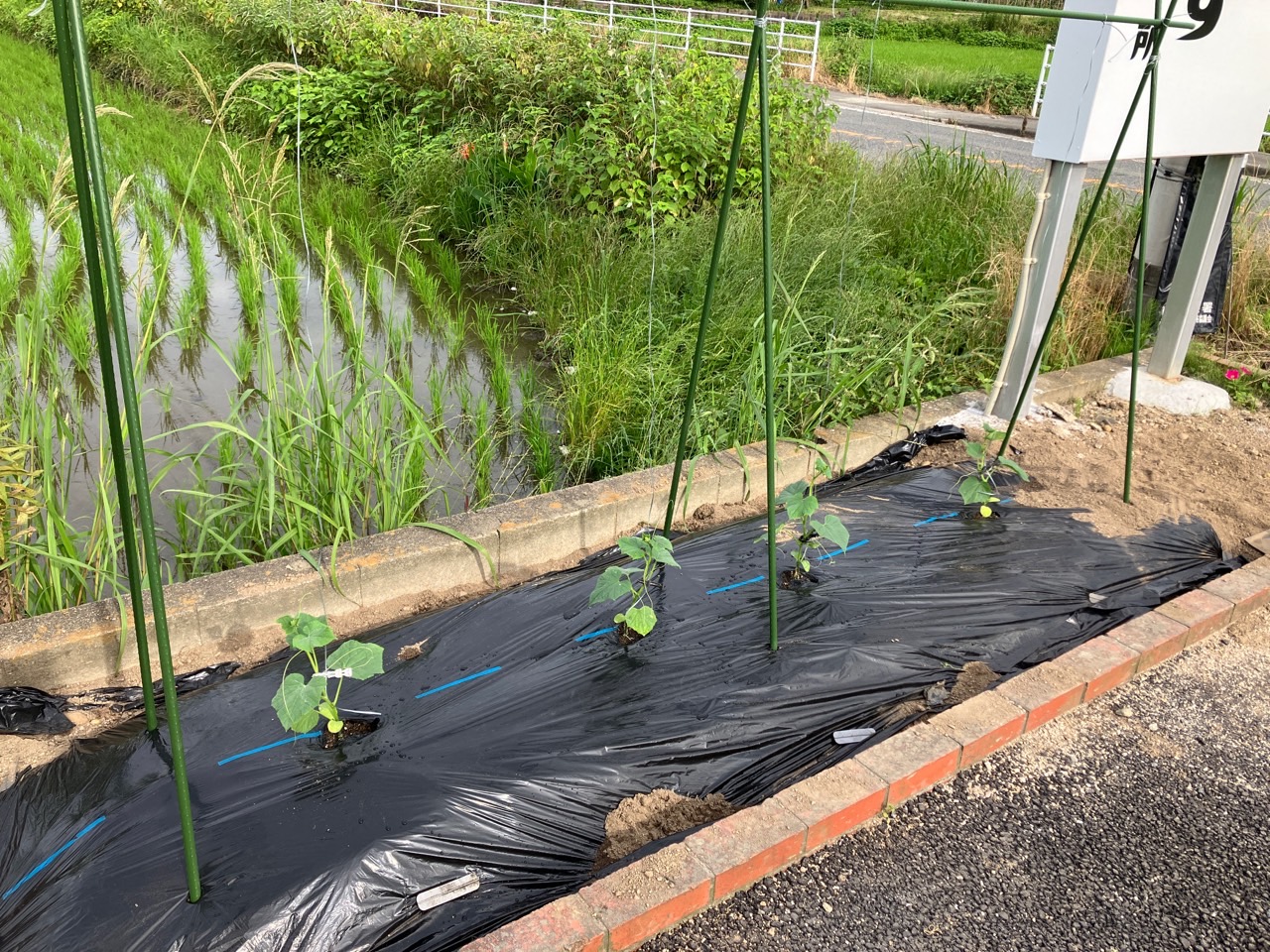 店舗の花壇にキュウリを定植しました。