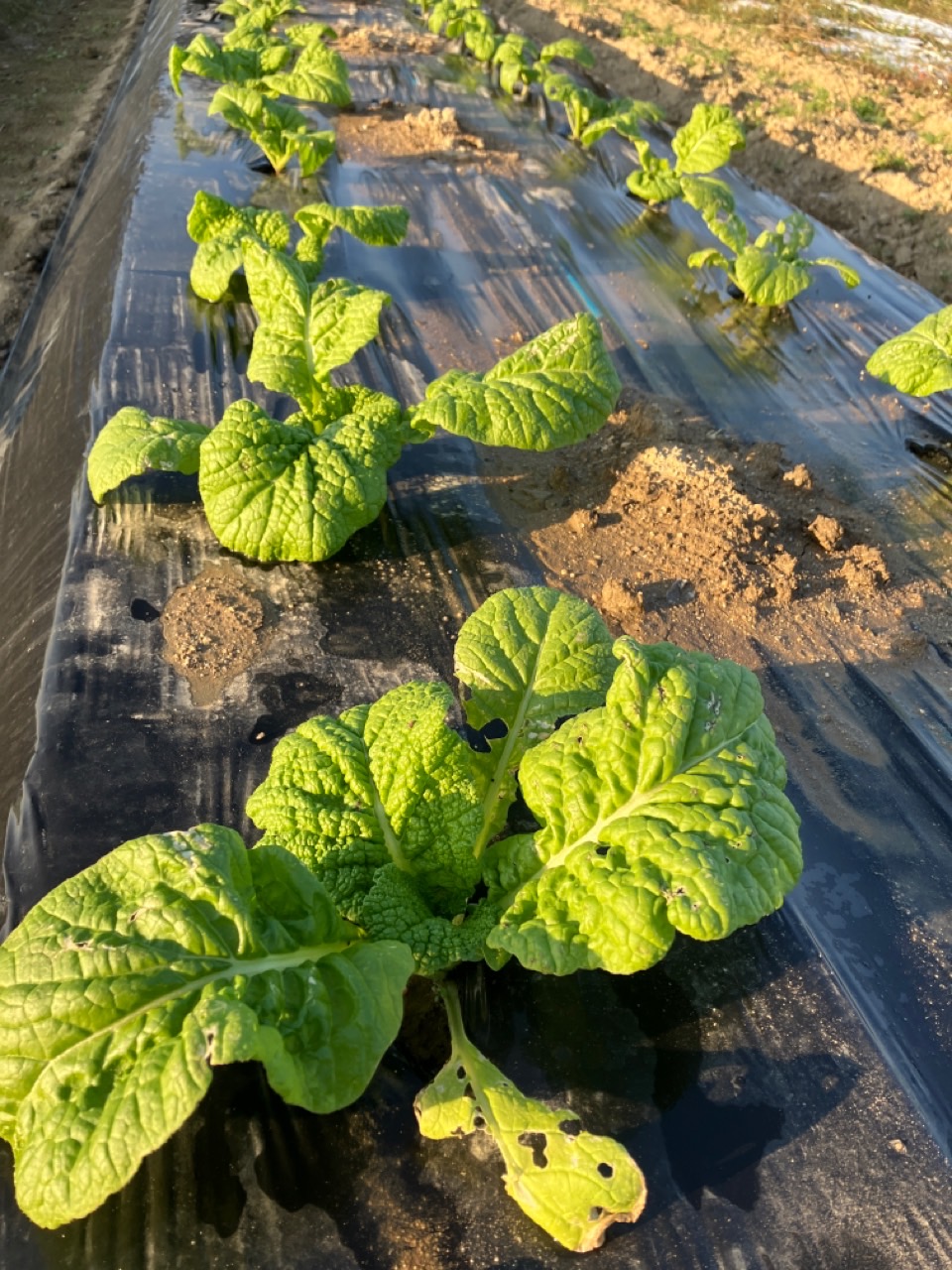 カツオ菜が無事に育っています。