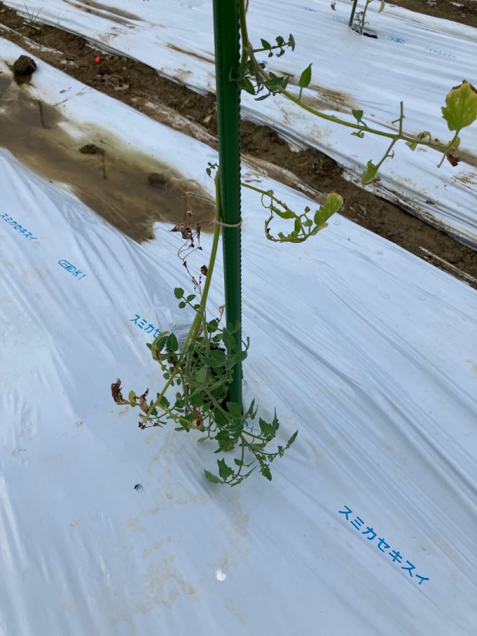 ミニトマトの定植を行い無事に活着しました。